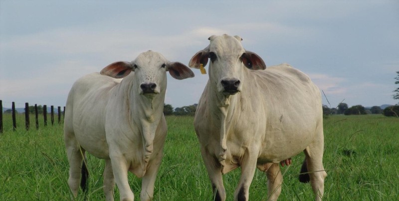 Sourcing de Talentos e Headhunting para Saúde Animal